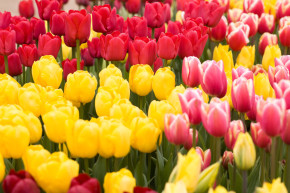 Fischland-Darss-Zingst-Ferienwohnungen-easyquartier.de